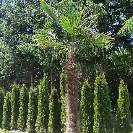 Zoeldhaz Panzio 4* Gyenesdiás