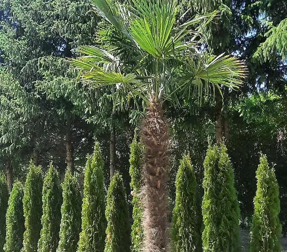 Zöldház Panzió 4* Gyenesdiás